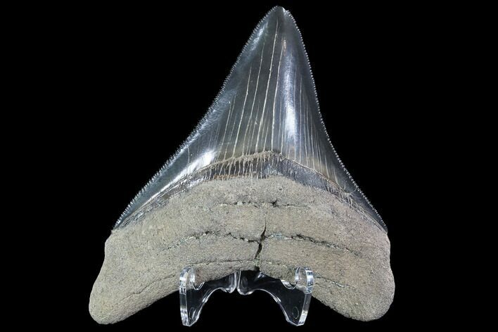 Serrated, Fossil Megalodon Tooth - Georgia #88666
